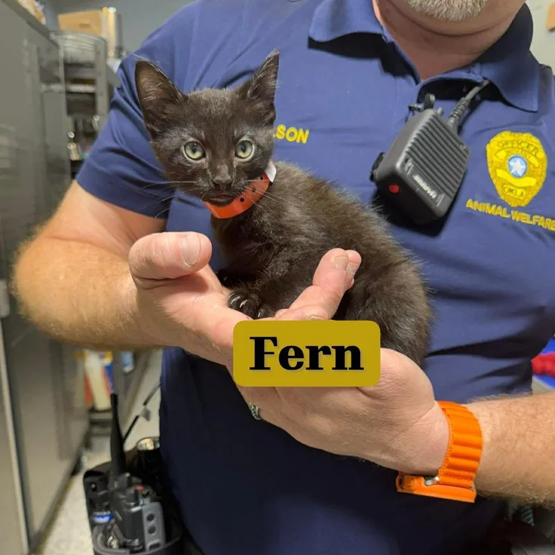 Fern