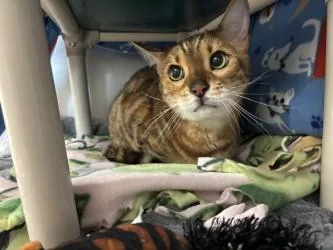 A senior small-sized male Bengal cat named Dev for adoption in Scotia, NY