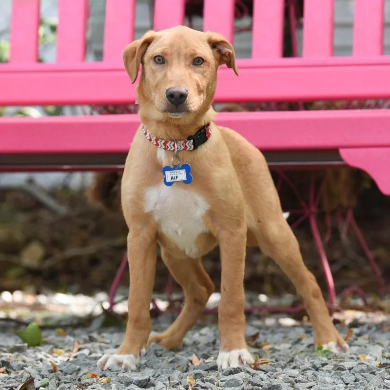 A baby medium-sized male Yellow / Tan / Blond / Fawn Labrador Retriever dog named Alf for adoption in Wake Forest, NC