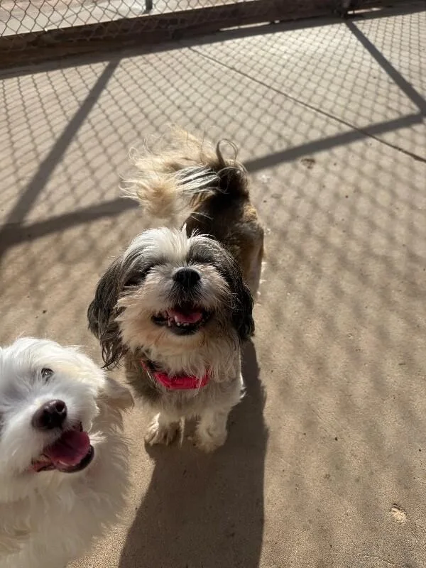An adult small-sized female Shih Tzu dog named Chica for adoption in Hobbs, NM