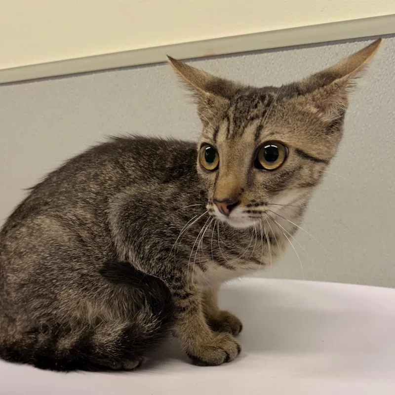 A baby small-sized male Gray / Blue / Silver Domestic Short Hair cat named Koba for adoption in Tampa, FL