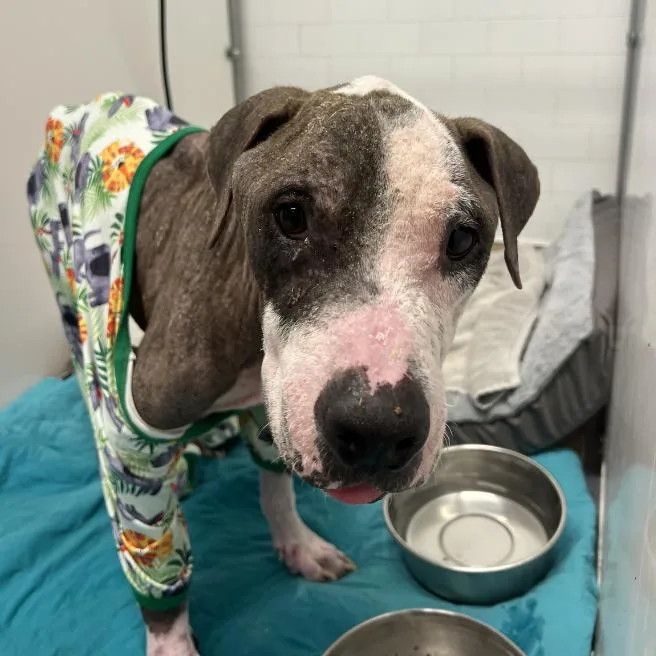 An adult medium-sized male Pit Bull Terrier dog named World Cup for adoption in Austin, TX