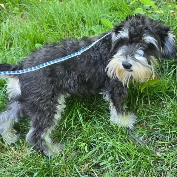 A baby small-sized female White / Cream Schnoodle dog named Janie for adoption in Lambertville, NJ
