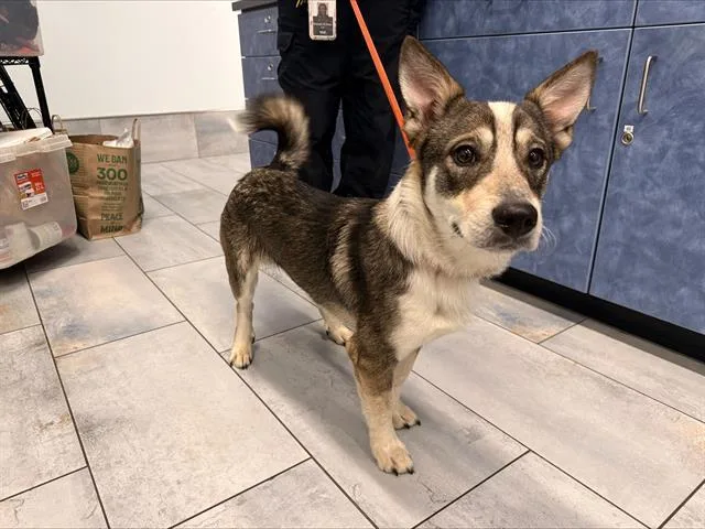 An adult medium-sized male Mixed Breed dog named Smore for adoption in Charlotte, NC
