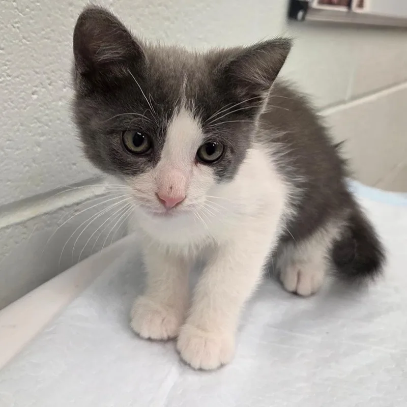 A baby small-sized male Gray / Blue / Silver Domestic Short Hair cat named Kronk for adoption in Chattanooga, TN
