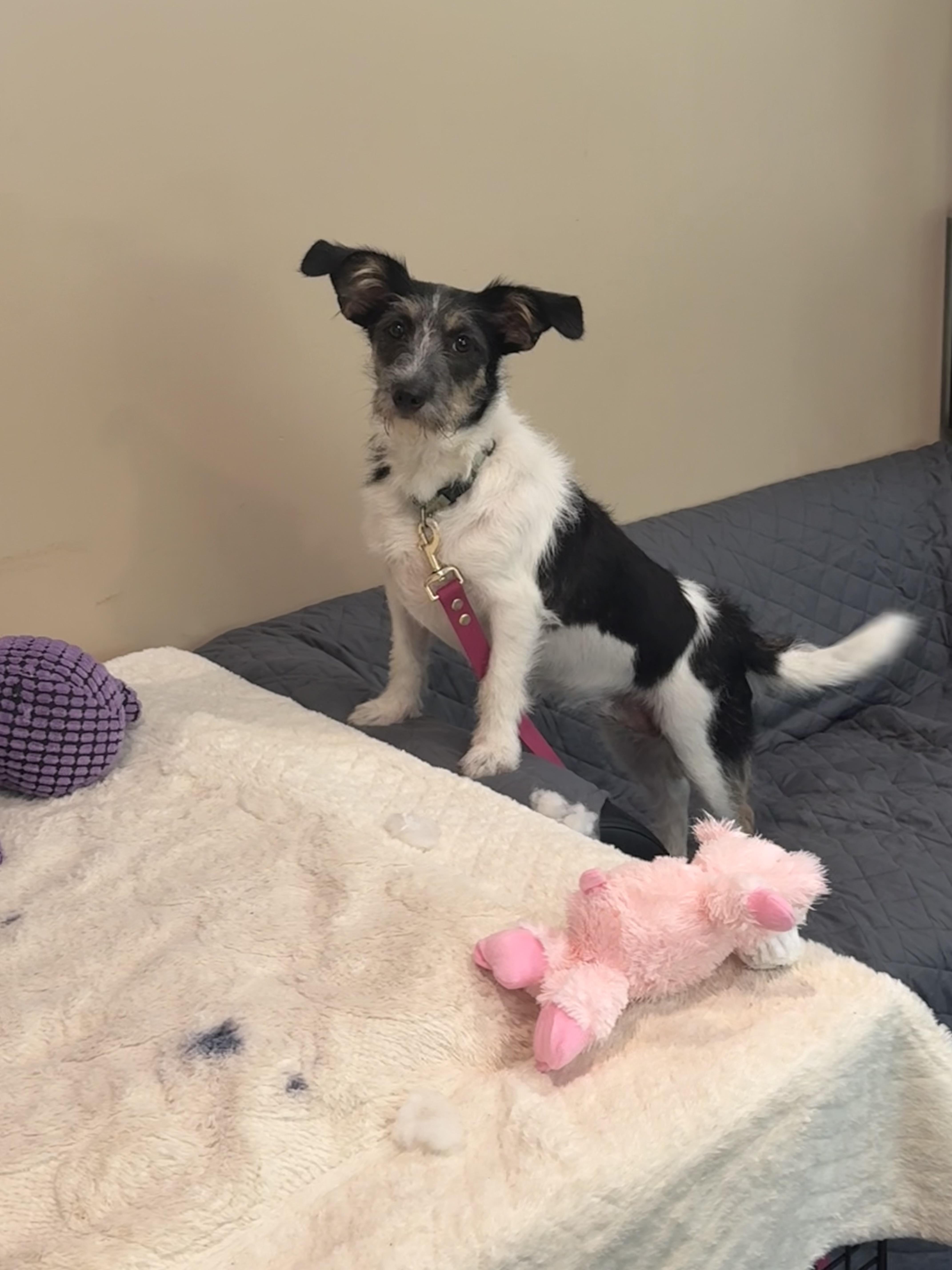 A young small-sized female Tricolor (Brown, Black, & White) Jack Russell Terrier dog named Bailey for adoption in Douglas, MA