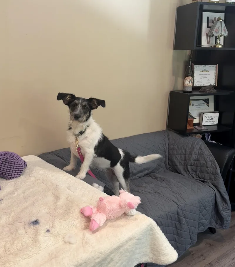 Bailey thumbnail 4