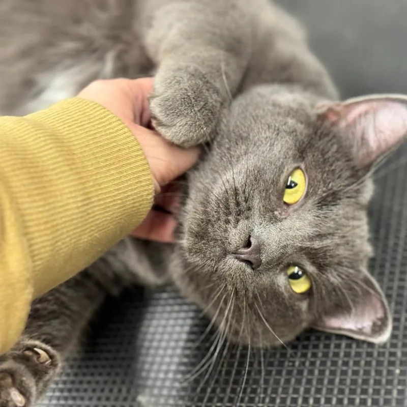 Momma Smokey thumbnail 2