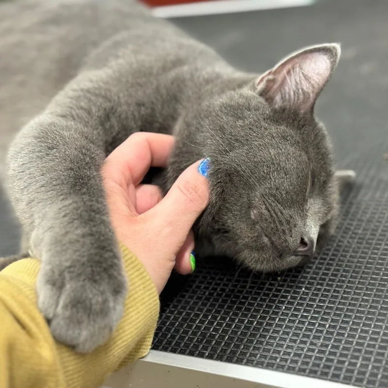 Momma Smokey thumbnail 4