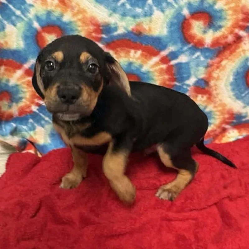 A baby small-sized male Black Rottweiler dog named Pluto for adoption in Buffalo, MN