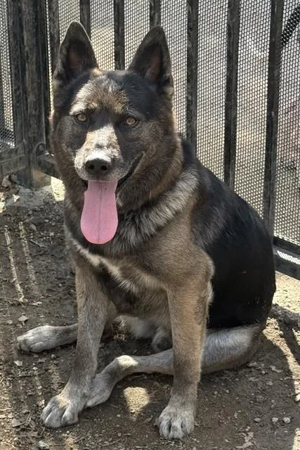 A young medium-sized male Shepherd dog named Arlo for adoption in Riverside, CA