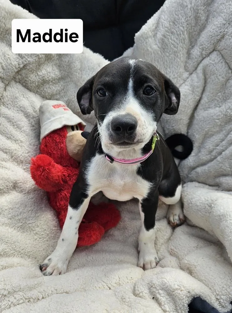 A baby large-sized female Tricolor (Brown, Black, & White) Mixed Breed dog named Maddie for adoption in Lansing, MI