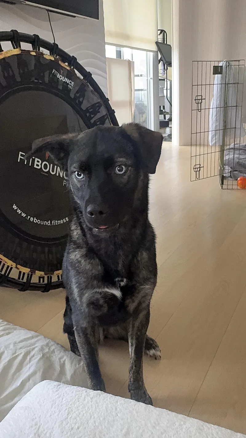 A young medium-sized female Black Australian Kelpie dog named Bella for adoption in West Hollywood, CA