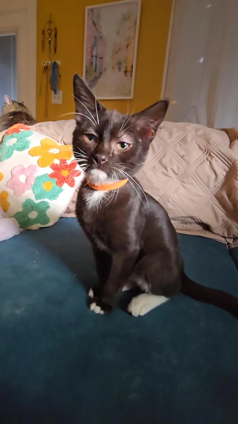 A baby small-sized male Domestic Short Hair cat named Stewie for adoption in Kirksville, MO