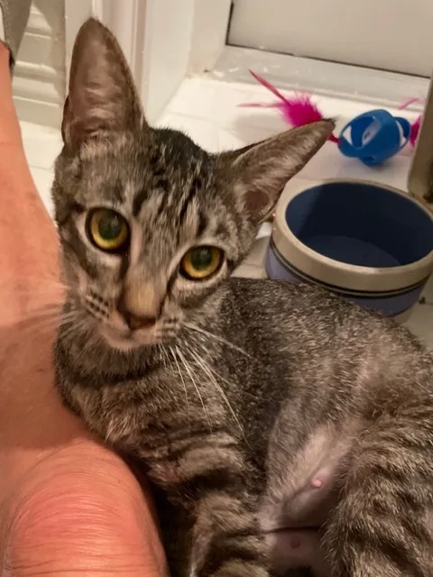 A young small-sized female Tabby (Brown / Chocolate) Domestic Short Hair cat named Kilauea for adoption in Houston, TX