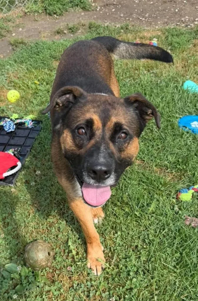A young large-sized male Mixed Breed dog named Boscoe.. for adoption in Lagrange, IN