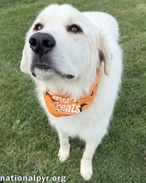 An adult extra large-sized male White / Cream Great Pyrenees dog named Tommy Boy in OH for adoption in Beacon, NY