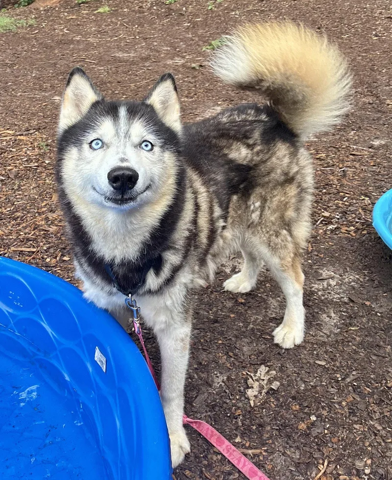 An adult large-sized male Husky dog named Salem for adoption in Clarkesville, GA