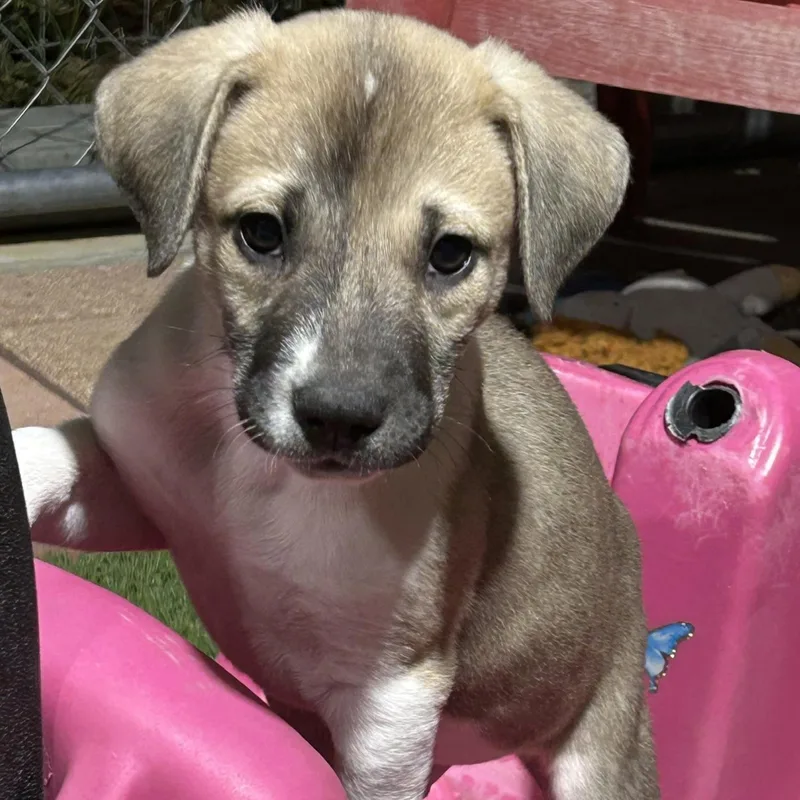A baby medium-sized male Pit Bull Terrier dog named Biscuit for adoption in Krum, TX