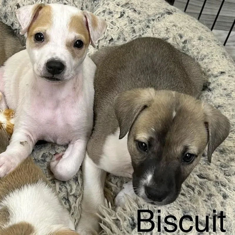 Biscuit thumbnail 4