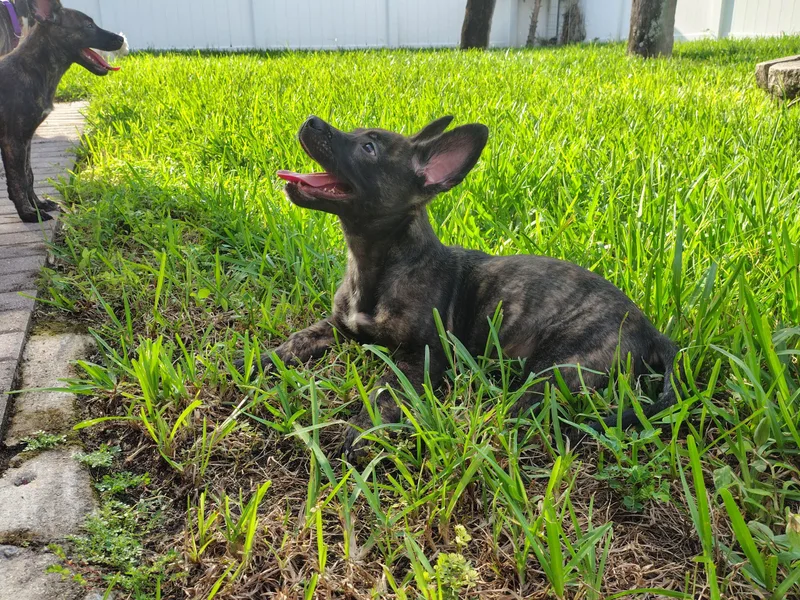 A baby small-sized male Belgian Shepherd / Malinois dog named Max for adoption in Fort Lauderdale, FL