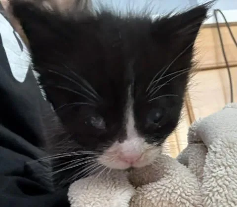 A baby small-sized female Domestic Short Hair cat named Meg for adoption in Alameda, CA