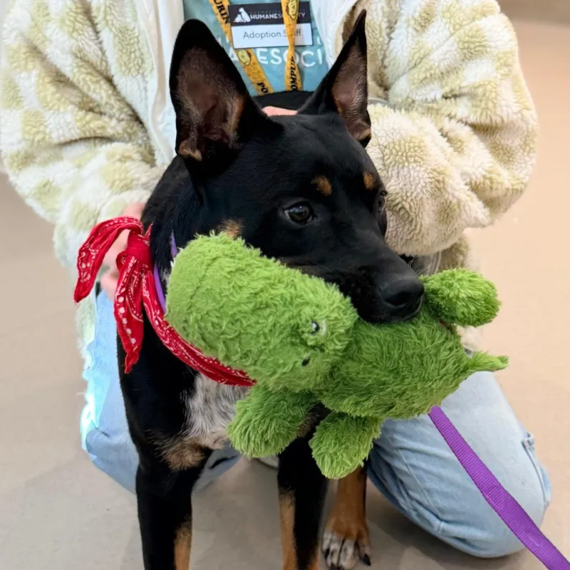 A young medium-sized male Black Cattle Dog dog named Coyote for adoption in Champaign, IL