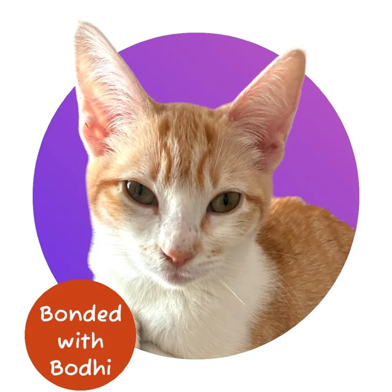 A baby medium-sized female Orange / Red Domestic Short Hair cat named Tyler for adoption in Pacific Grove, CA