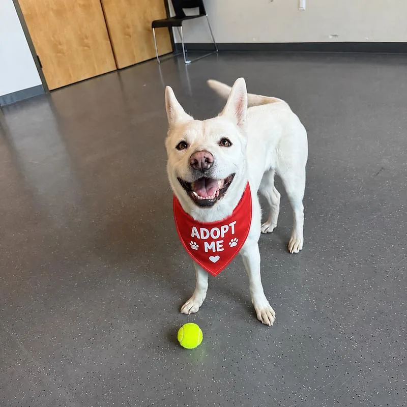 An adult medium-sized female Mixed Breed dog named Indie for adoption in Truckee, CA