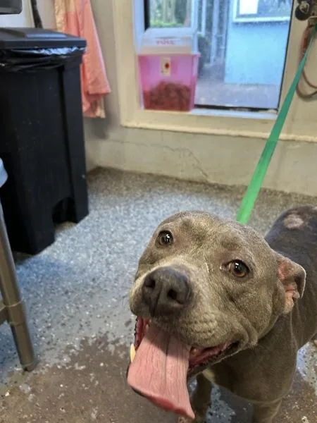 An adult large-sized female Pit Bull Terrier dog named Valley for adoption in Mobile, AL