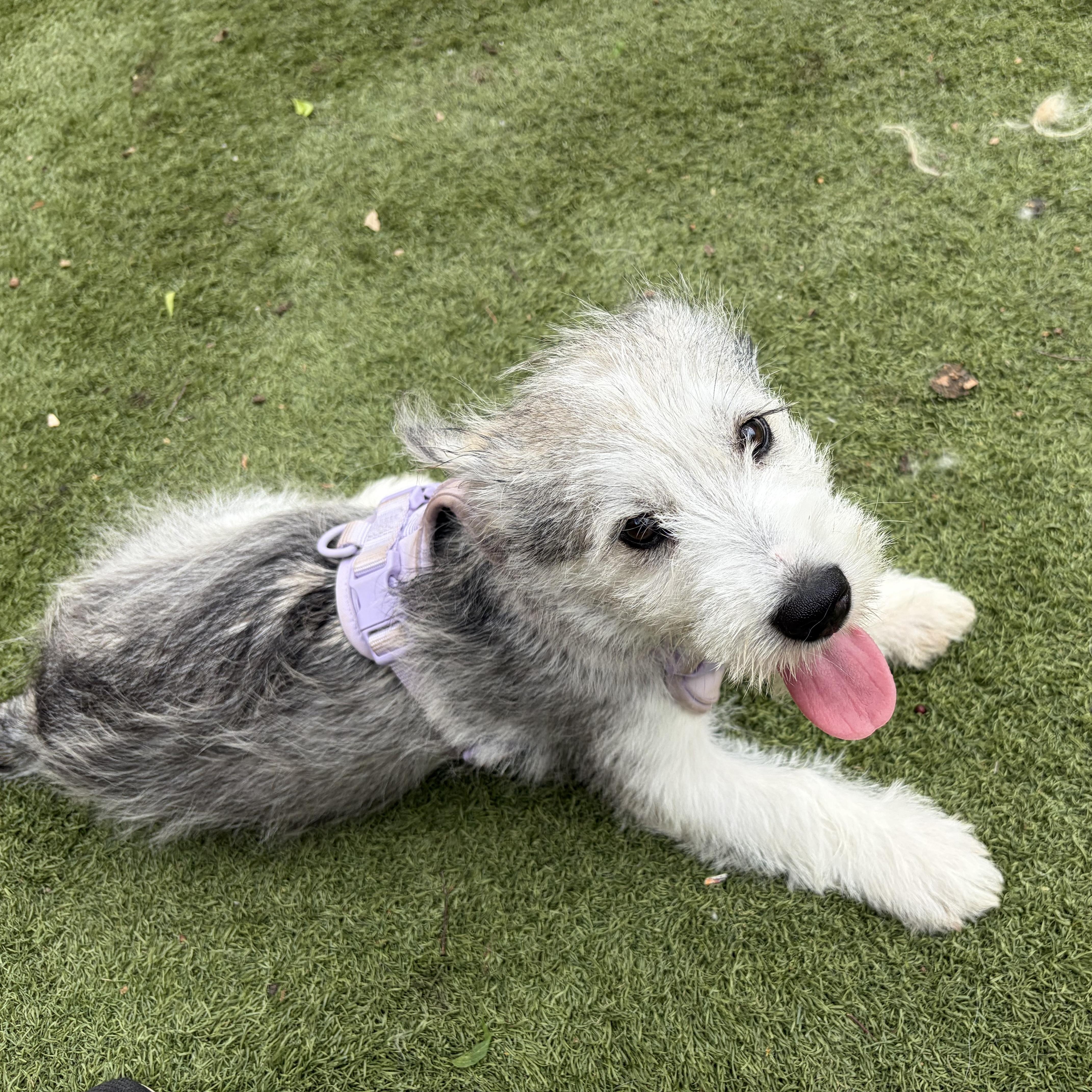 Dutton — A New thumbnail 2