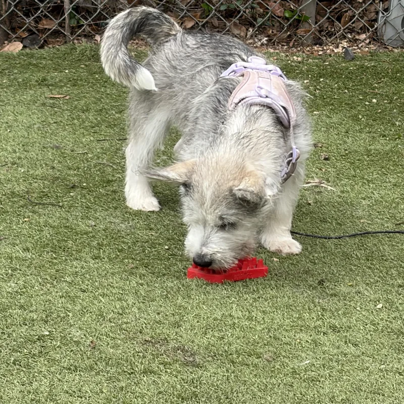 Dutton — A New thumbnail 3