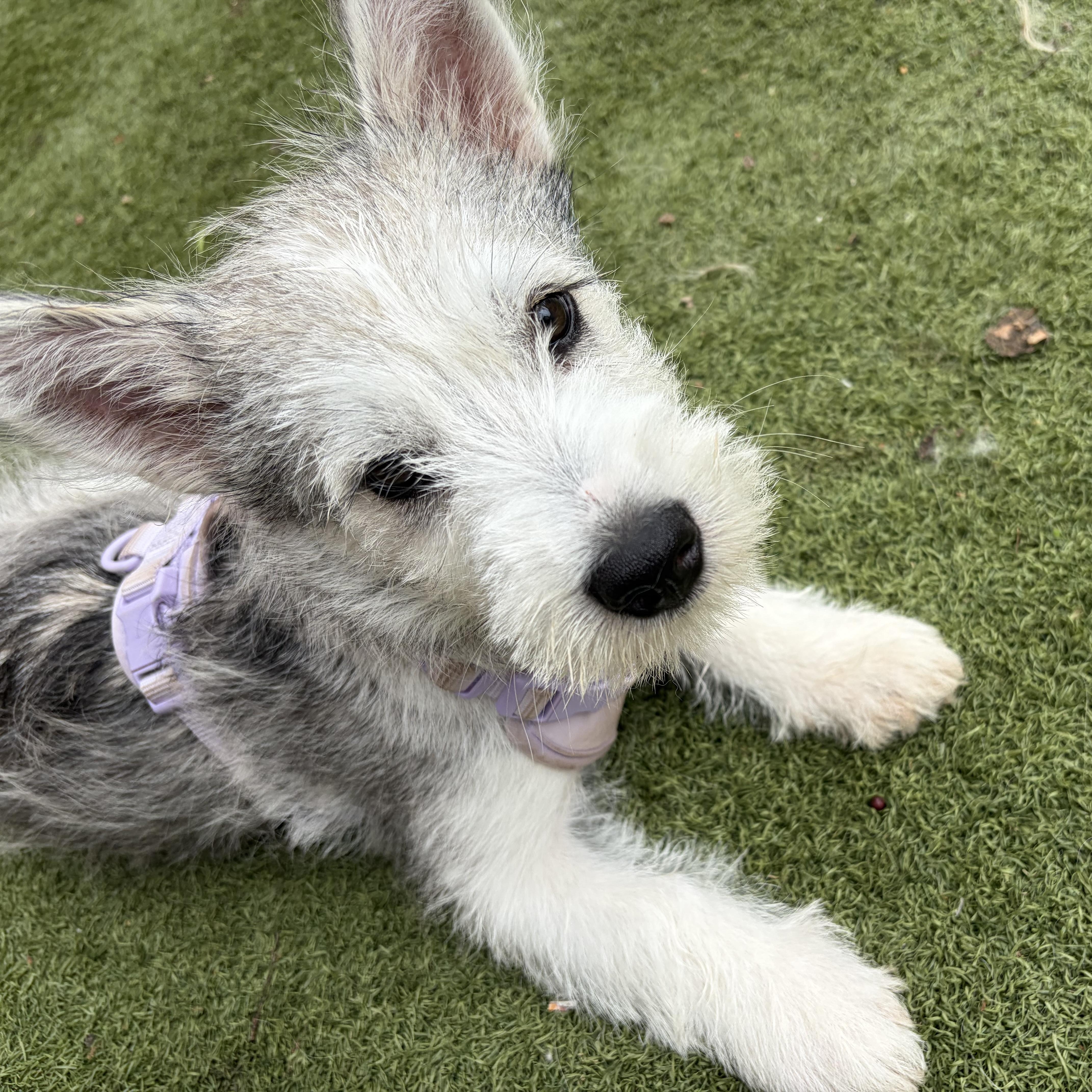 Dutton — A New thumbnail 4