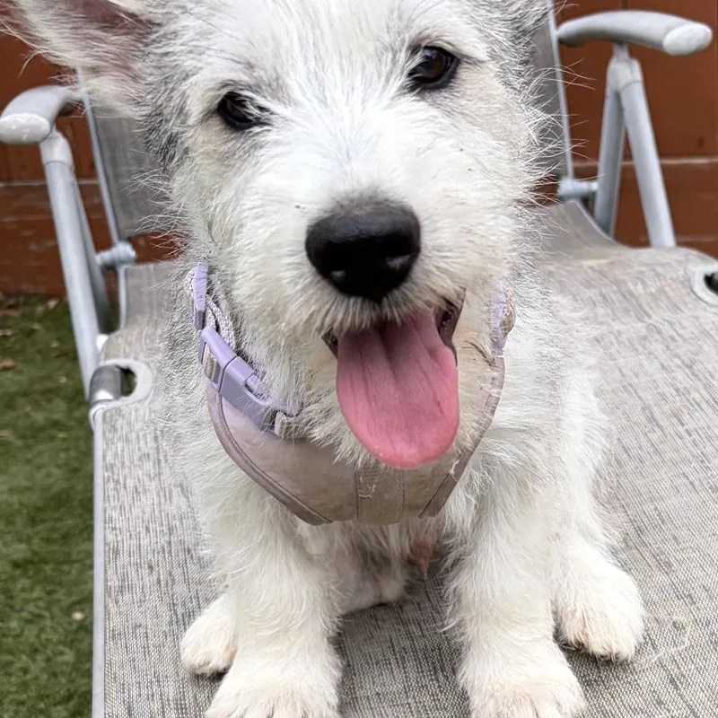 Dutton — A New thumbnail 5