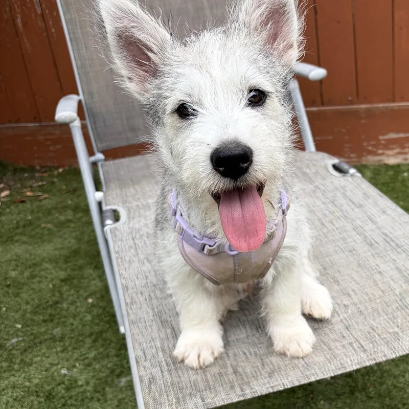 Dutton — A New thumbnail 6