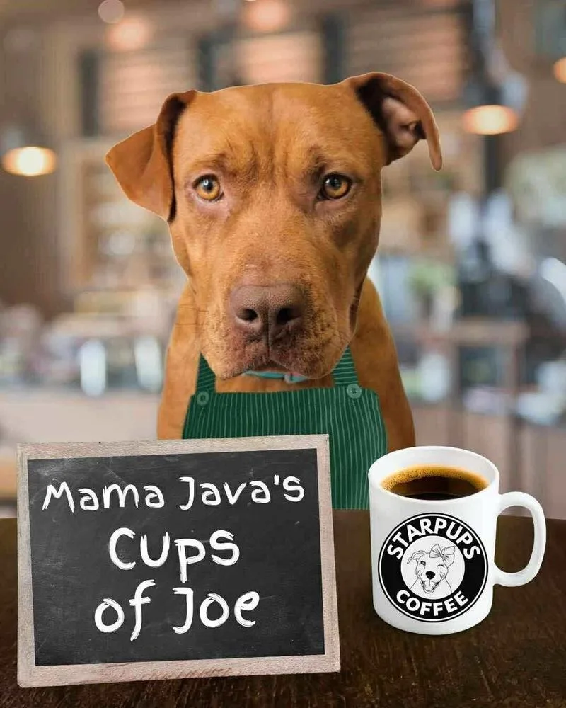 Mama Java thumbnail 2