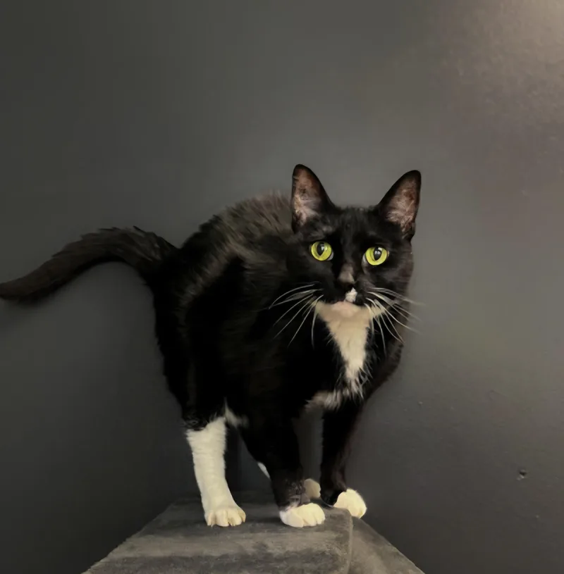 A senior medium-sized female Black & White / Tuxedo Domestic Short Hair cat named Mittens for adoption in Winfield, KS
