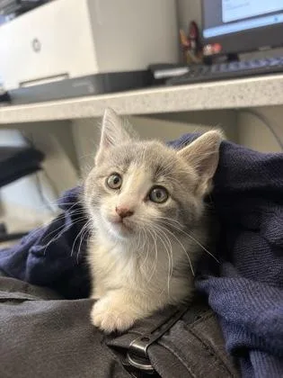 A young small-sized female Domestic Short Hair cat named Cinnamon Butter for adoption in Lafayette, IN