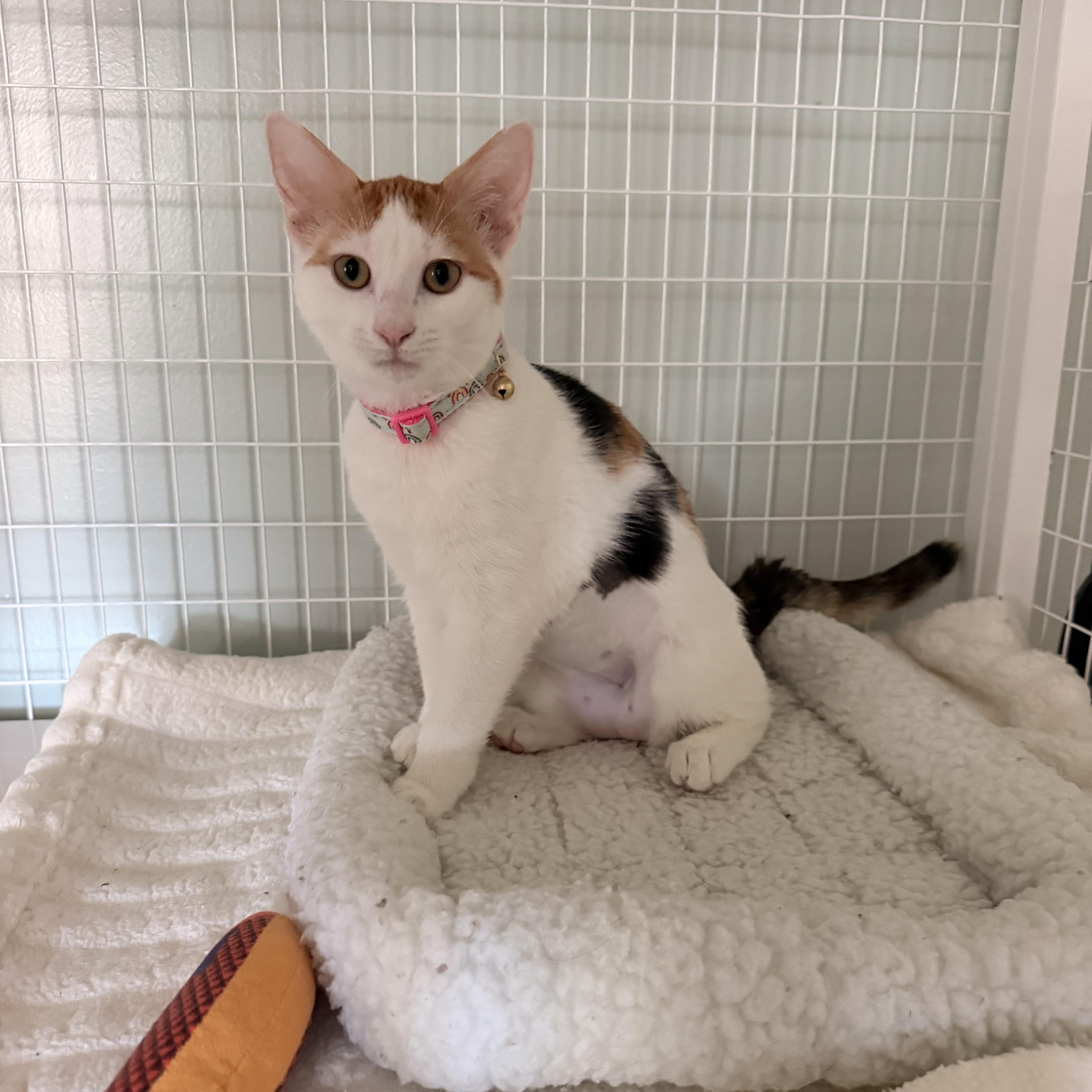 A baby medium-sized female Domestic Short Hair cat named Seashell for adoption in Suffolk, VA