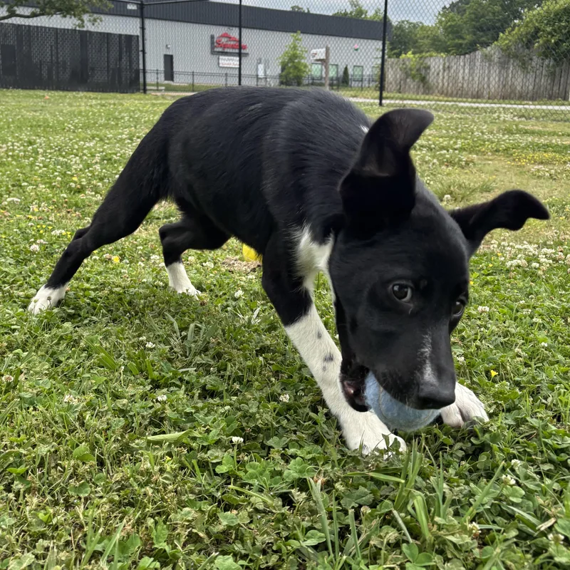 A baby medium-sized female Black Labrador Retriever dog named Waffle House for adoption in Lowell, AR