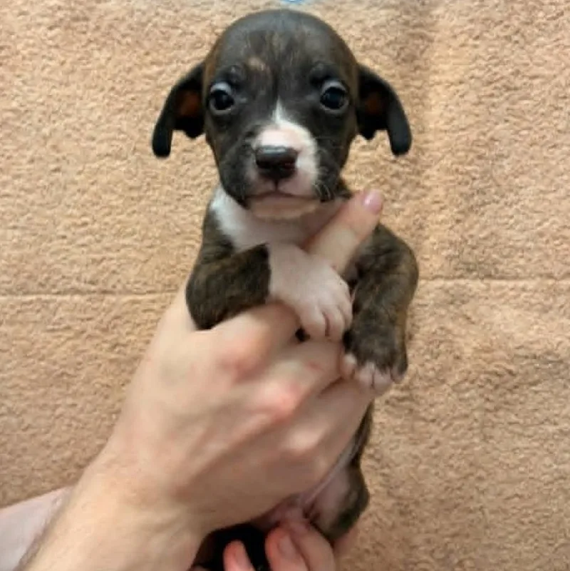 A baby medium-sized male Brindle Pit Bull Terrier dog named Waylon for adoption in Schenectady, NY