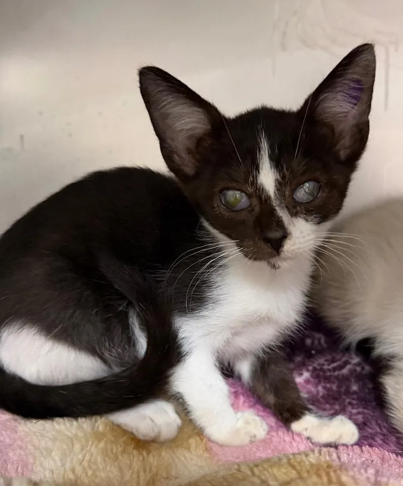 A baby medium-sized female Domestic Short Hair cat named Tamara for adoption in Cincinnati, OH
