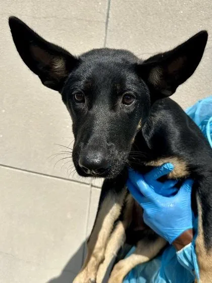 A baby large-sized male Black Mixed Breed dog named Filip for adoption in Wichita, KS