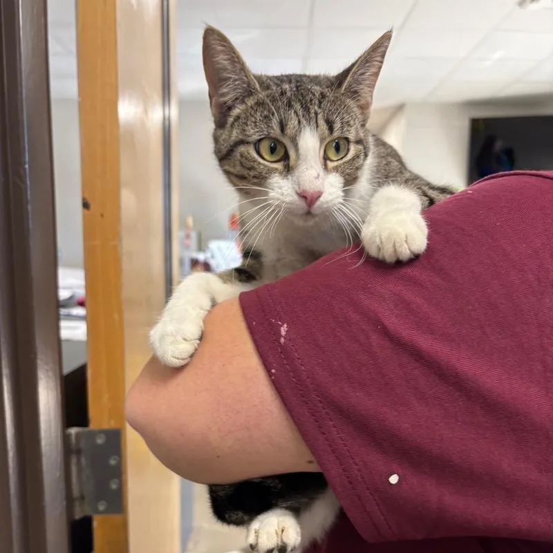 A young medium-sized female Domestic Short Hair cat named Pumpkin for adoption in Columbiana, AL