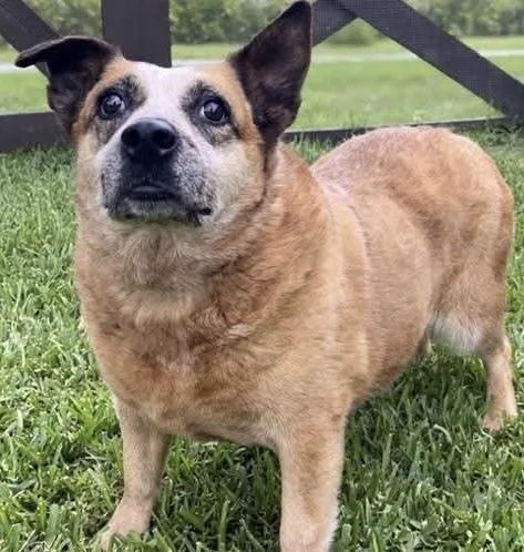 A senior medium-sized female Australian Cattle Dog / Blue Heeler dog named Rae for adoption in LA GRANGE PARK, IL