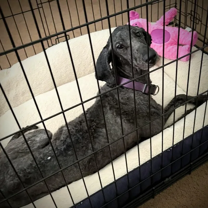 An adult medium-sized female Black Poodle dog named Mattie for adoption in Enterprise, AL