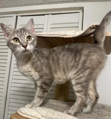 A young small-sized female Domestic Short Hair cat named Amara for adoption in Wilkesboro, NC