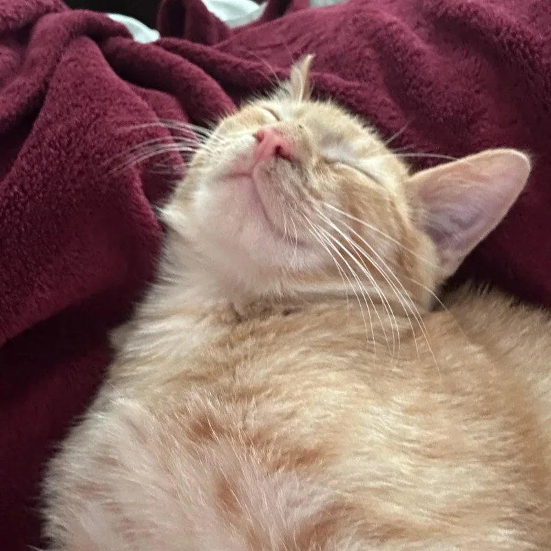 A baby medium-sized male Orange / Red Domestic Short Hair cat named Bonfire for adoption in Apex, NC
