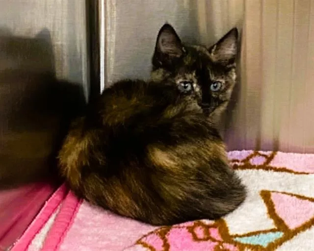 A baby small-sized female Domestic Short Hair cat named Freedom for adoption in Tustin, CA