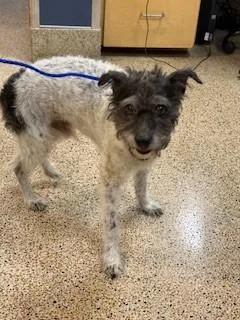 An adult small-sized male Schnauzer dog named Scruffy for adoption in Miami, FL